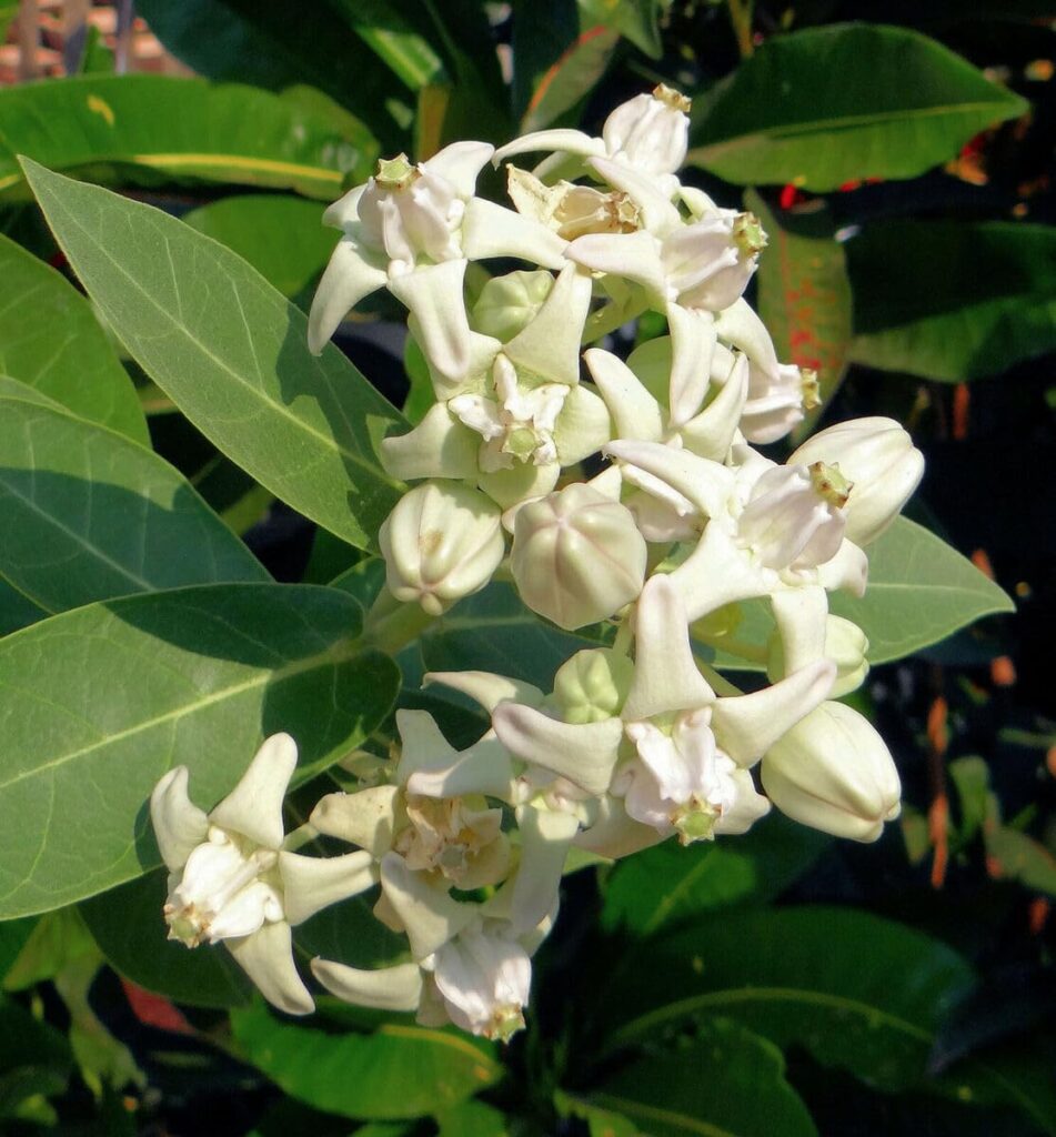 Aak plant benefits in hindi: नेत्र रोग, मिर्गी, दांत दर्द और आधाशीशी के लिए चमत्कारी घरेलू उपाय 2 Aak Plant – आयुर्वेद में आक के फायदे और उपयोग