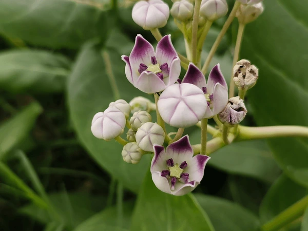 आक का पौधा (aak plant) – फायदे, पहचान और खास जानकारी 1 aak plant