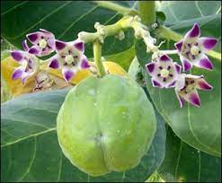आक का पौधा (aak plant) – फायदे, पहचान और खास जानकारी 2 a close-up of a fruit